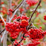 22.10.2022 Kielce. Ogród botaniczny. Jesień/ Fot. Jarosław Kubalski - Radio Kielce