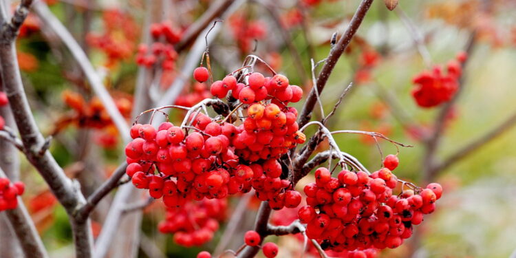 22.10.2022 Kielce. Ogród botaniczny. Jesień/ Fot. Jarosław Kubalski - Radio Kielce