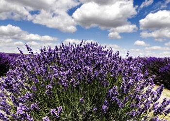 Polska lawenda skupowana jest do Włoch - Radio Kielce