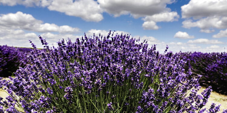 Polska lawenda skupowana jest do Włoch - Radio Kielce