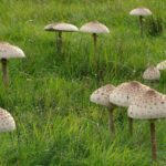 Kania / źródło: wikipedia.pl