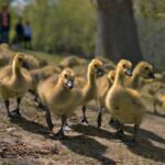 Pisklę gęsi. / Fot. canva.com