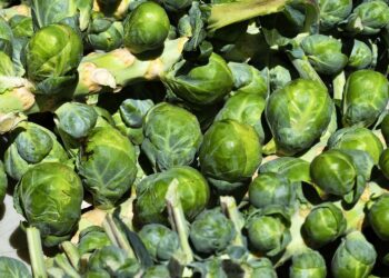 Brukselka / Fot. Pixabay