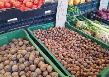 Orzechy laskowe spadają z drzew. Właśnie teraz jest czas na ich zbiór - Radio Kielce