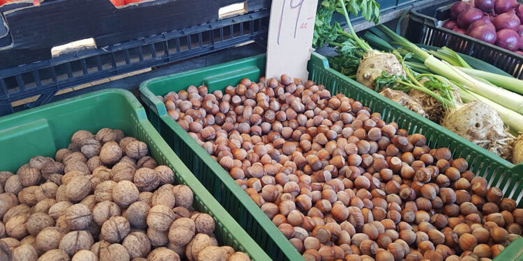 Orzechy laskowe spadają z drzew. Właśnie teraz jest czas na ich zbiór - Radio Kielce