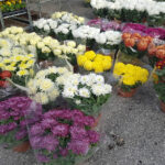 Chryzantemy / Fot. Marzena Smoręda - Radio Kielce