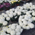 Chryzantemy do ogrodu i do… kuchni