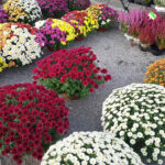 Chryzantemy / Fot. Marzena Smoręda - Radio Kielce