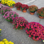 Chryzantemy / Fot. Marzena Smoręda - Radio Kielce