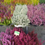 Chryzantemy / Fot. Marzena Smoręda - Radio Kielce