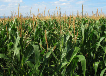 Czynniki wpływające na intensywność fotosyntezy, ilość i jakość plonów - Radio Kielce