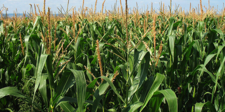 W 2022 więcej kukurydzy na świętokrzyskich polach. Jak będzie w 2023 roku? - Radio Kielce