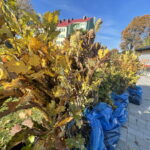 17.10.2022. Opatów. Akcja jesiennego sadzenia drzew. / Fot. Emilia Sitarska - Radio Kielce