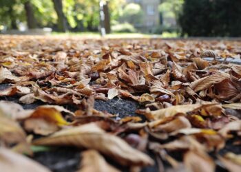 Jak wykorzystać jesienne liście? - Radio Kielce