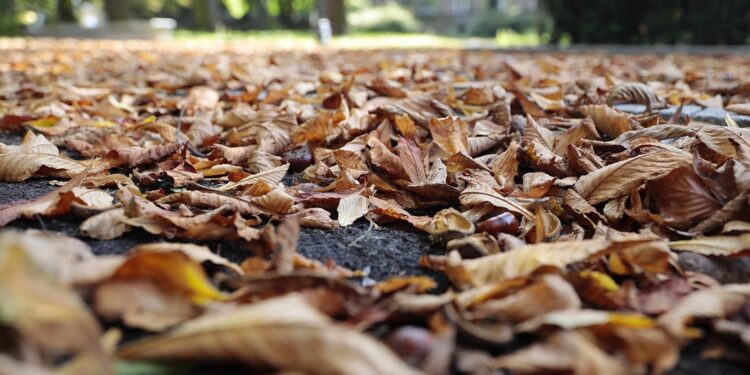 Jak wykorzystać jesienne liście? - Radio Kielce