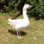 Gęś rasy kieleckiej. / Fot. Program Ochrony Zasobów Genetycznych Zwierząt Gospodarskich