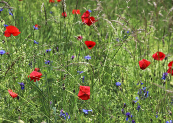 Zasady stosowania odstępstw dotyczących produkcji na ugorach i zmianowania upraw w 2023 roku - Radio Kielce