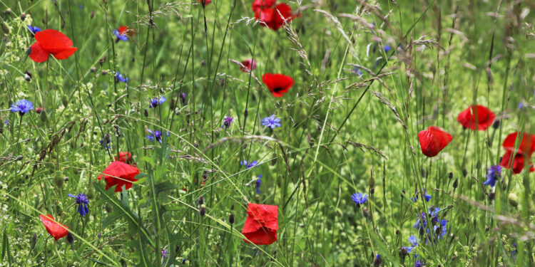 Zasady stosowania odstępstw dotyczących produkcji na ugorach i zmianowania upraw w 2023 roku - Radio Kielce