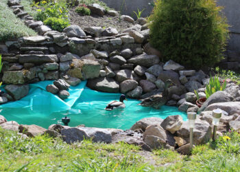 Już czas na przygotowanie oczka wodnego do zimy - Radio Kielce