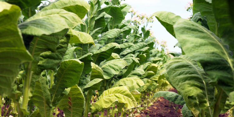 KOWR przejmuje rejestry wyrobów alkoholowych i tytoniowych - Radio Kielce