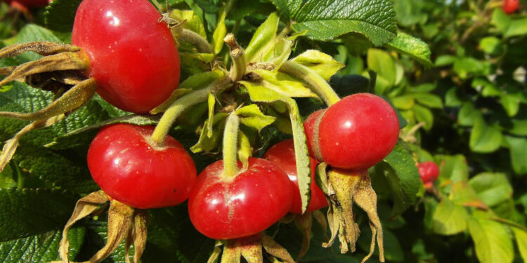 Dzika róża / Fot. Pixabay