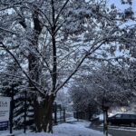 25.11.2022. Sandomierz. Drzewa przeznaczone do wycinki przy ul. Koseły / Fot. Grażyna Szlęzak - Radio Kielce