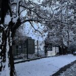 25.11.2022. Sandomierz. Drzewa przeznaczone do wycinki przy ul. Koseły / Fot. Grażyna Szlęzak - Radio Kielce