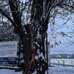 25.11.2022. Sandomierz. Drzewa przeznaczone do wycinki przy ul. Koseły / Fot. Grażyna Szlęzak - Radio Kielce