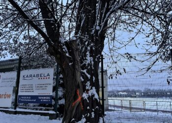 25.11.2022. Sandomierz. Drzewa przeznaczone do wycinki przy ul. Koseły / Fot. Grażyna Szlęzak - Radio Kielce