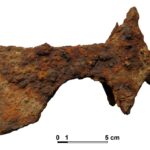 Bradatica z X wieku / źródło: Marek Florek