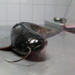 Sum / Fot. Kamil Król - Radio Kielce