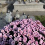 01.11.2022. Końskie. Żywe kwiaty na grobach / Fot. Magdalena Galas-Klusek - Radio Kielce