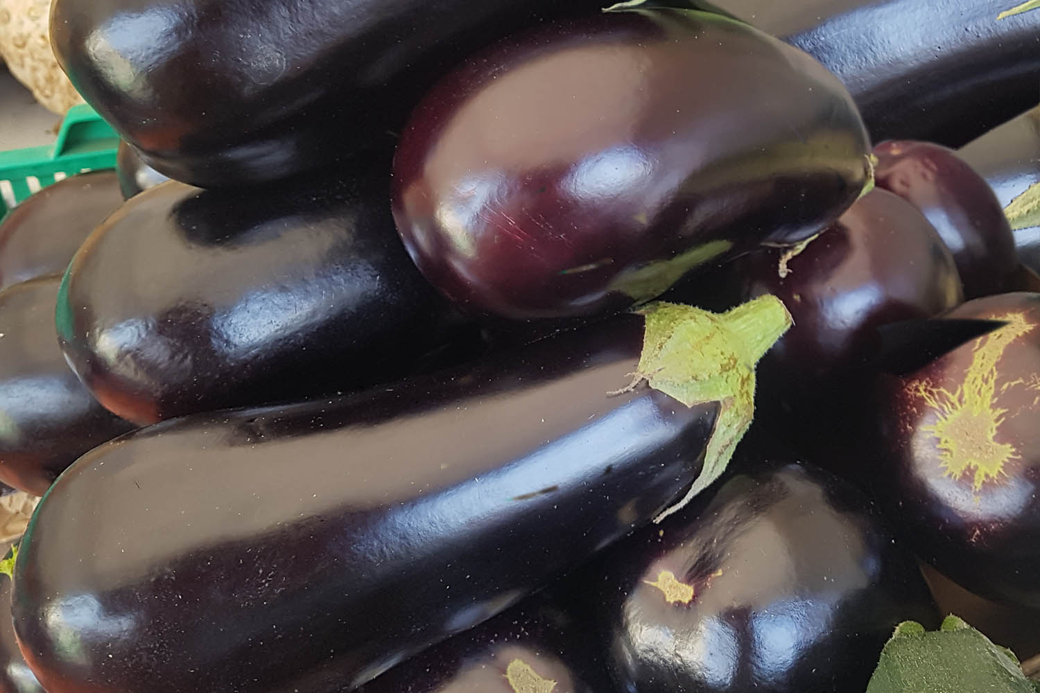 Bakłażan – warzywo cenne dla zdrowia - Radio Kielce Bakłażan – warzywo cenne dla zdrowia - Radio Kielce