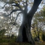 13.11.2022. Ruszcza. Dąb, pod którym odpoczywał Tadeusz Kościuszko / Fot. Grażyna Szlęzak - Radio Kielce