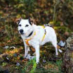 Fot. Wolontariat Nowiny - adopcje psów / Facebook