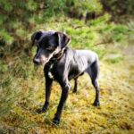 Fot. Wolontariat Nowiny - adopcje psów / Facebook