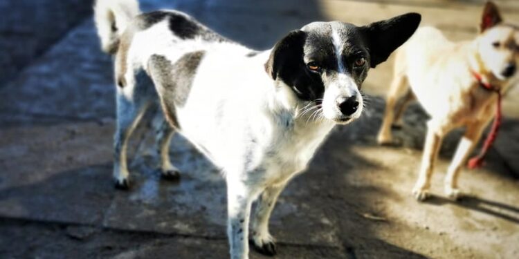 Fot. Wolontariat Nowiny - adopcje psów / Facebook