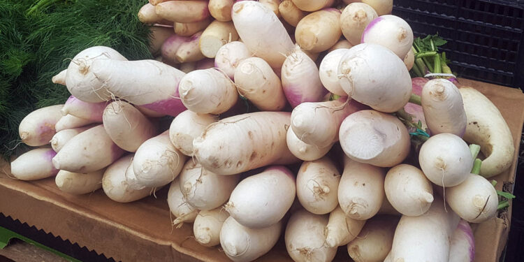 Biała rzepa – jesienna bomba witaminowa - Radio Kielce