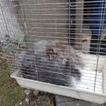 18.11.2022. Kielce. Króliki, które zostały znalezione przez straż miejską na śmietniku / Fot. Straż Miejska Kielce