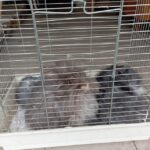 18.11.2022. Kielce. Króliki, które zostały znalezione przez straż miejską na śmietniku / Fot. Straż Miejska Kielce