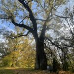 13.11.2022. Ruszcza. Dąb, pod którym odpoczywał Tadeusz Kościuszko / Fot. Grażyna Szlęzak - Radio Kielce