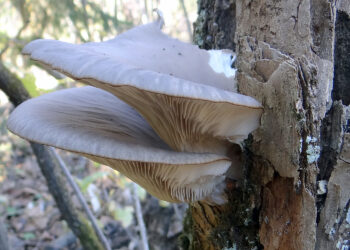 Zimowe grzybobranie. Co można znaleźć w świętokrzyskich lasach? - Radio Kielce