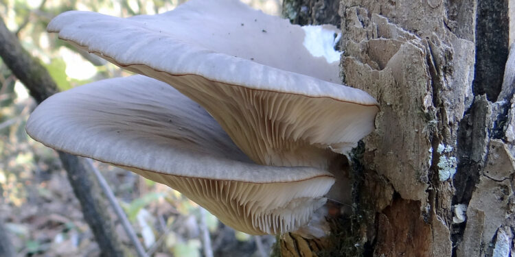 Zimowe grzybobranie. Co można znaleźć w świętokrzyskich lasach? - Radio Kielce