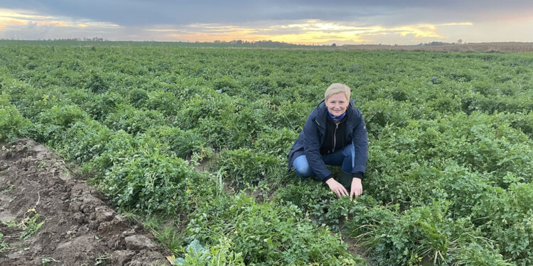 Na zdjęciu Monika Barańska z Buszkowic w gminie Ćmielów na pietruszkowej plantacji / Fot. Emilia Sitarska - Radio Kielce