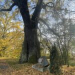 13.11.2022. Ruszcza. Dąb, pod którym odpoczywał Tadeusz Kościuszko / Fot. Grażyna Szlęzak - Radio Kielce