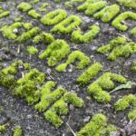 06.11.2022. Lipa. Litery porośnięte mchem na cmentarzu w Lipie / Fot. Magdalena Galas-Klusek - Radio Kielce