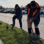 09.11.2022. Końskie. Sadzenie drzew. / Fot. Magda Galas-Klusek - Radio Kielce