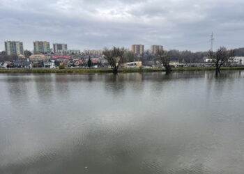 Ptasi bufet nad starachowickim zalewem