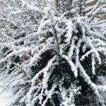 24.11.2022. Kielce. Atak zimy / Fot. Jarosław Kubalski - Radio Kielce