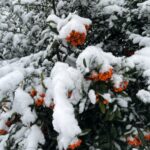 24.11.2022. Kielce. Atak zimy / Fot. Jarosław Kubalski - Radio Kielce